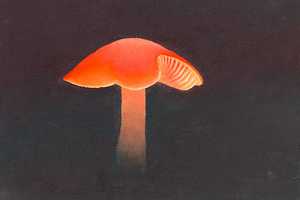 Rote Birne / Saftling (2007) Öl auf Hartfaserplatte (17,5 cm x 25 cm)